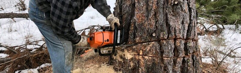 Don West cutting a tree.