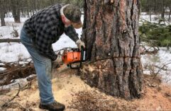 Don West cutting a tree.