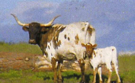 longhorns