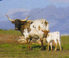 longhorns