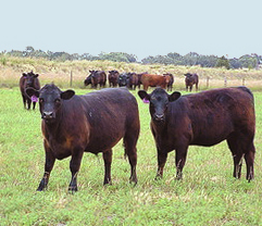 Limousin / angus steers